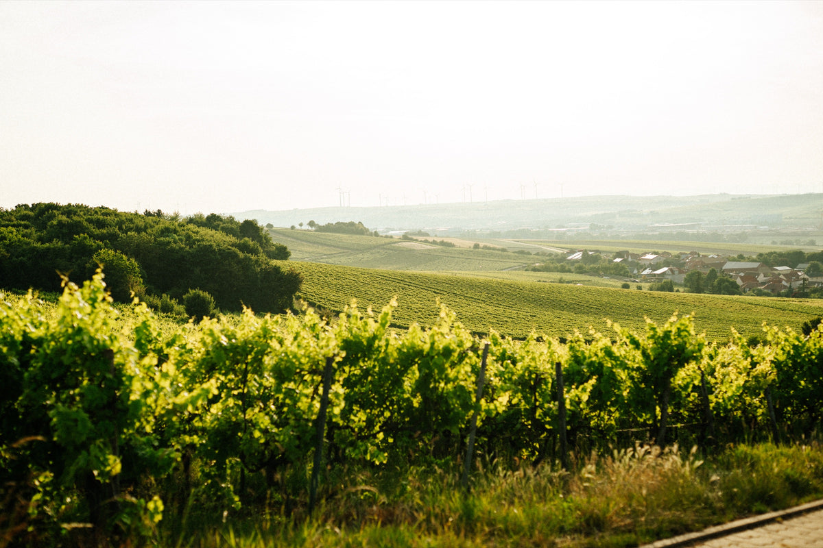 Weinberge rund um Gau-Heppenheim im warmen Abendlicht